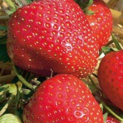 Земляника садовая Говоровская 