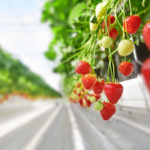 Земляника садовая Порландо
