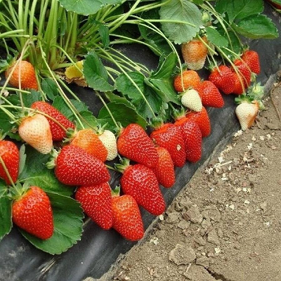 Земляника садовая Эми