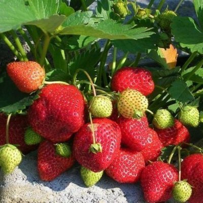 Земляника садовая Королева Елизавета