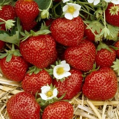 Земляника садовая Ред Стар